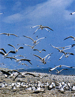 bird island, qinghai